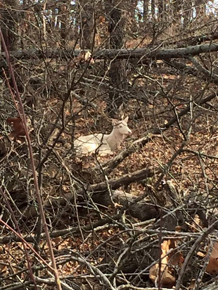 1933989_822248037884126_6626520947229700730_n              